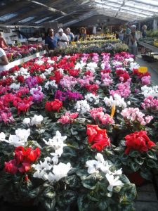 impatiens